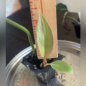 Philodendron Atabapoense